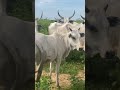 Magnificent herd of Chadian Fulani cows