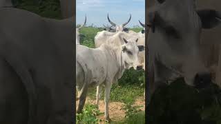Magnificent herd of Chadian Fulani cows