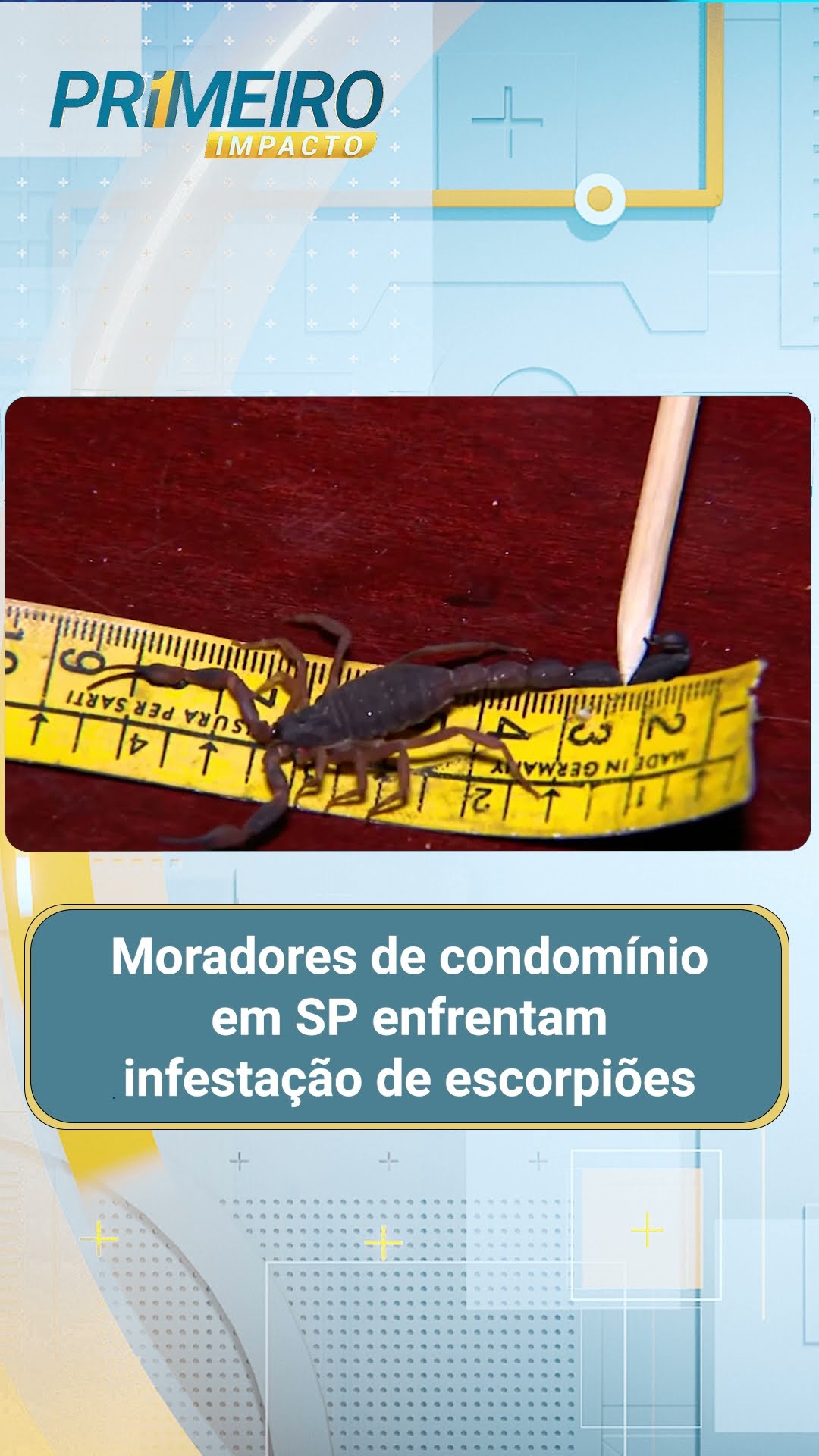 Moradores de condomínio em SP enfrentam infestação de escorpiões