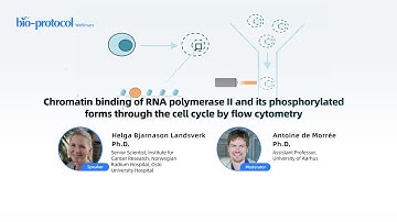 Chromatin binding of RNA polymerase II and its phosphorylated forms through the cell cycle...