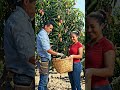 Mango harvesting 🥭#viral
