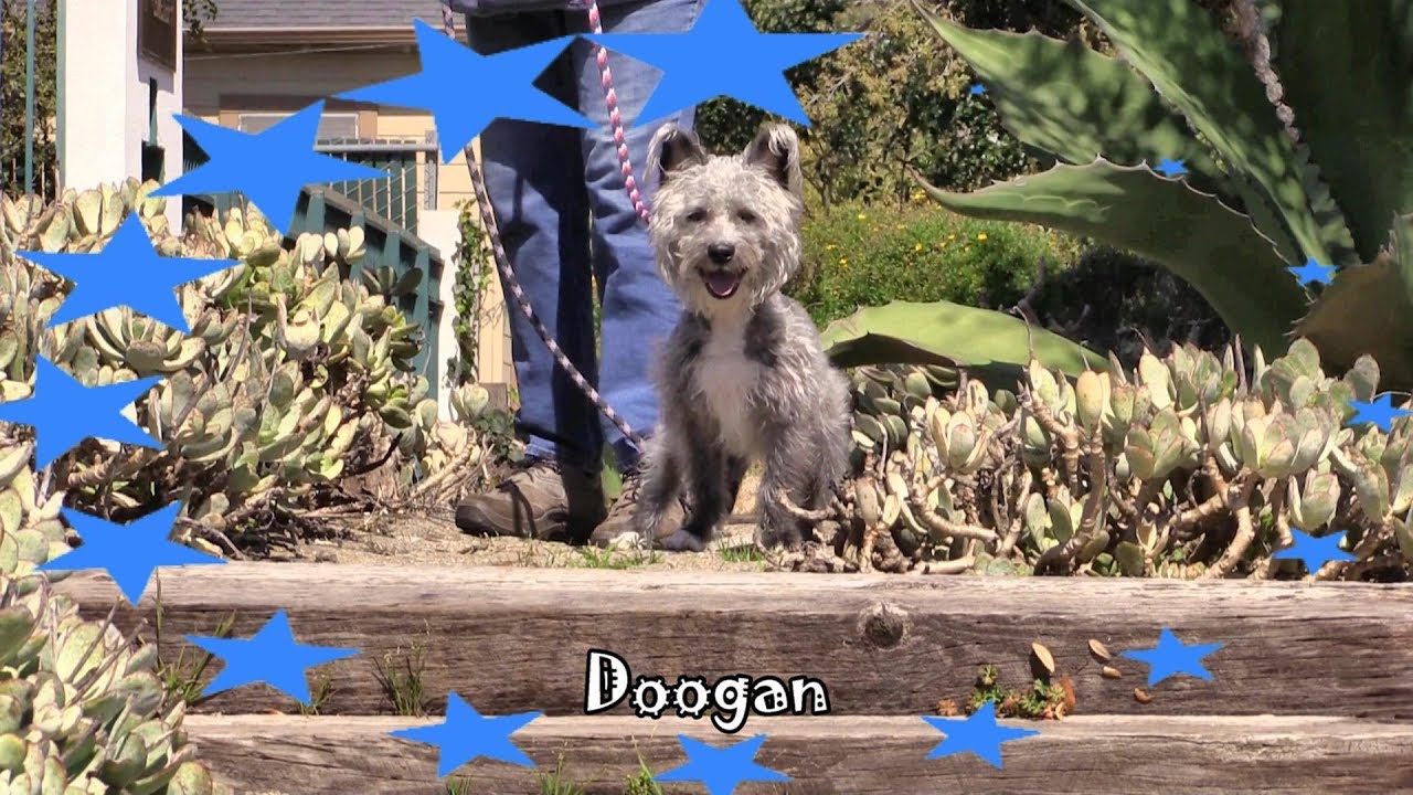 camera iphone 8 plus apk DOOGAN - ADOPTED