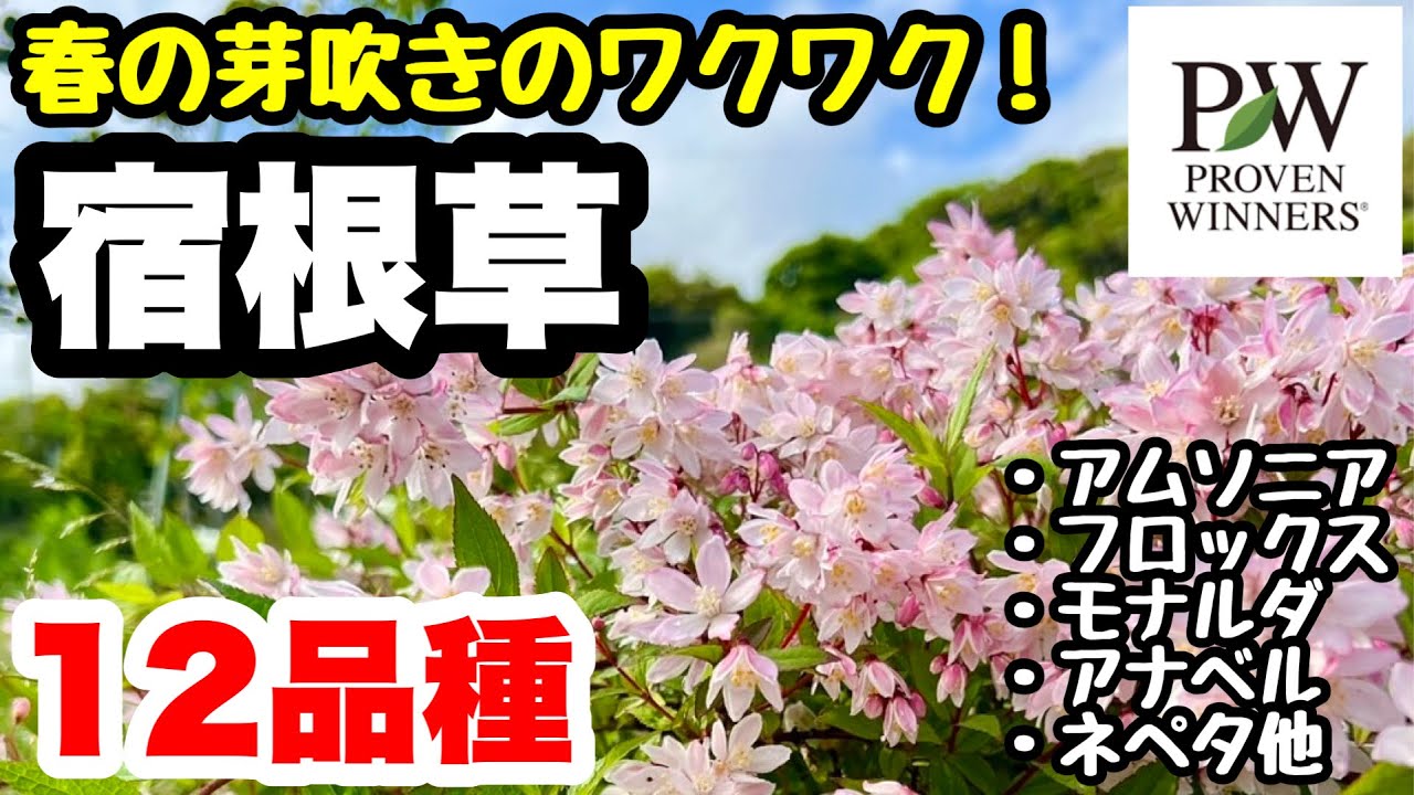 ◆春の芽吹き🪴【PWの宿根草】12品種紹介！