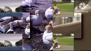 70 Shuric Scans With Are Slides (Jayden Galipo The Objects Version)