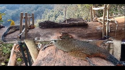 create amazing trap to catch rat and squirrel in the forest