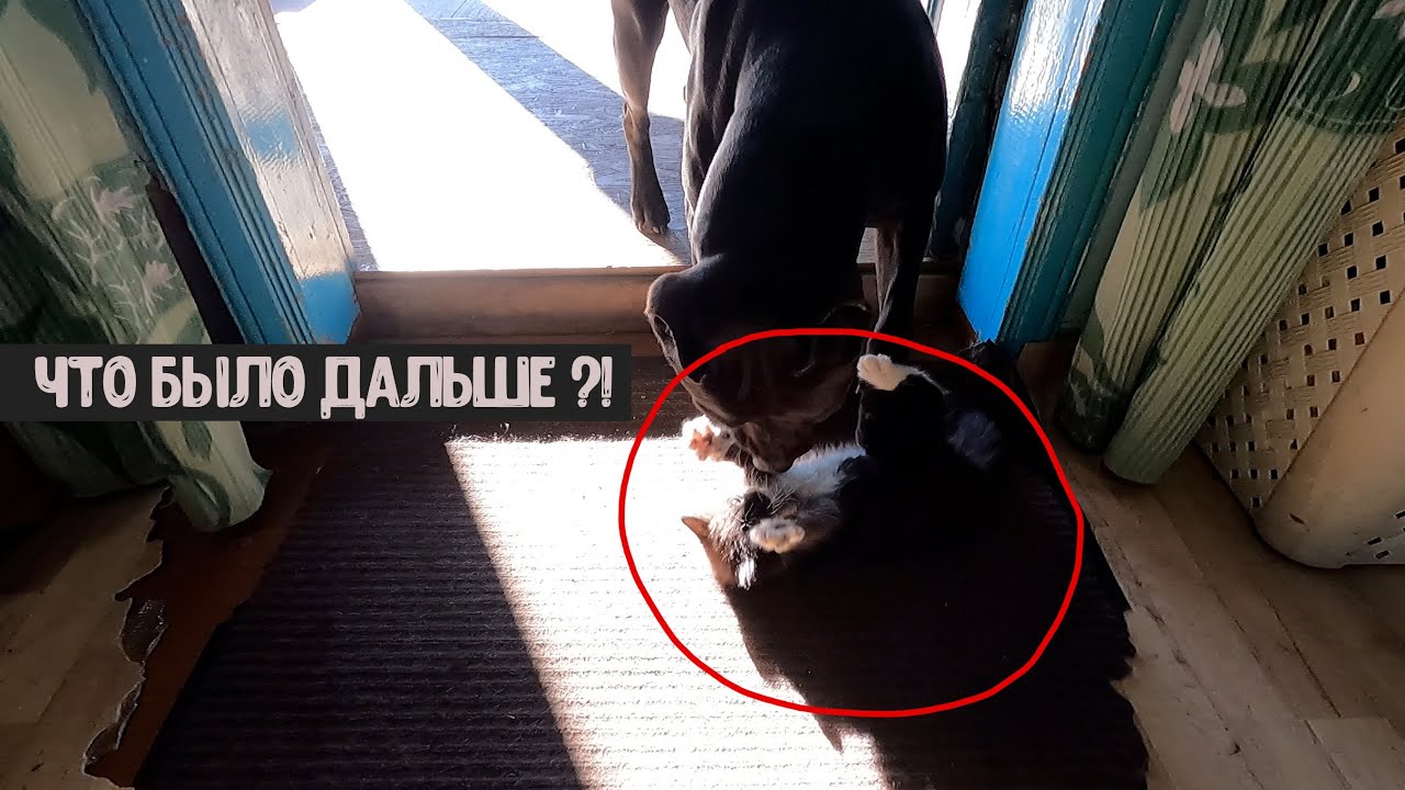 Кот думает что он питбуль. Кот думает что он питбуль