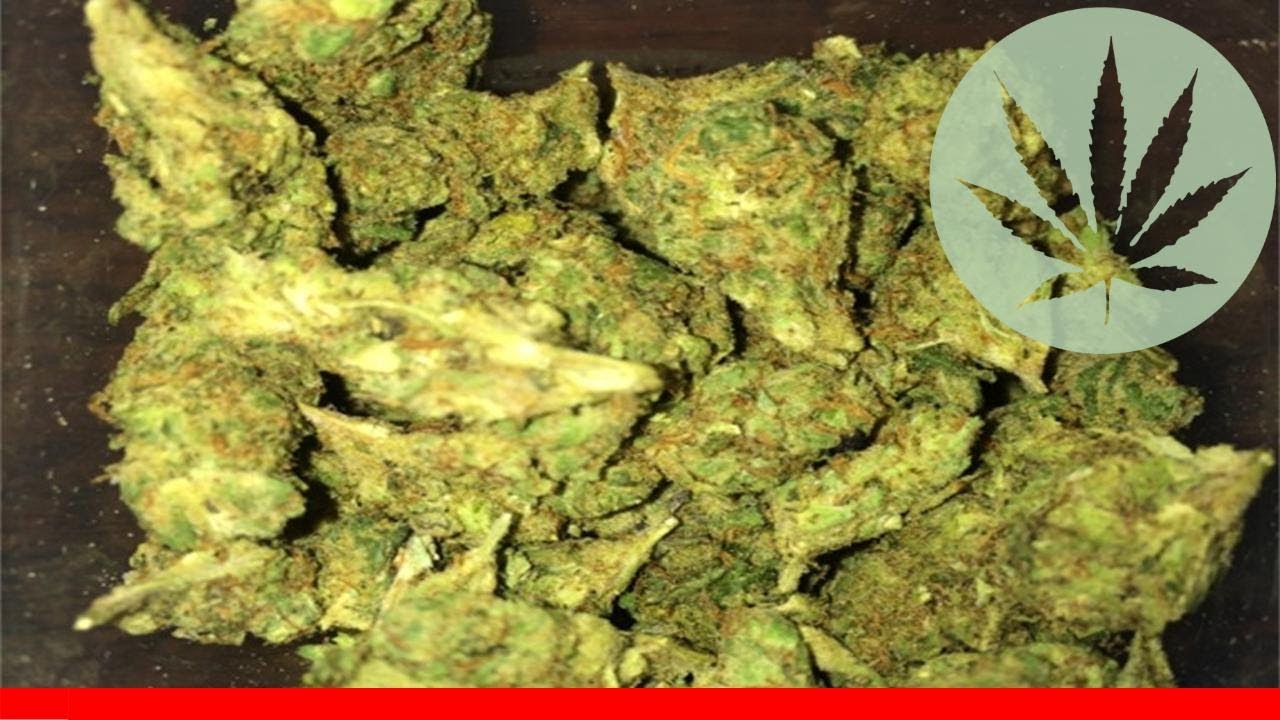 G13 Diesel - All About This Strain