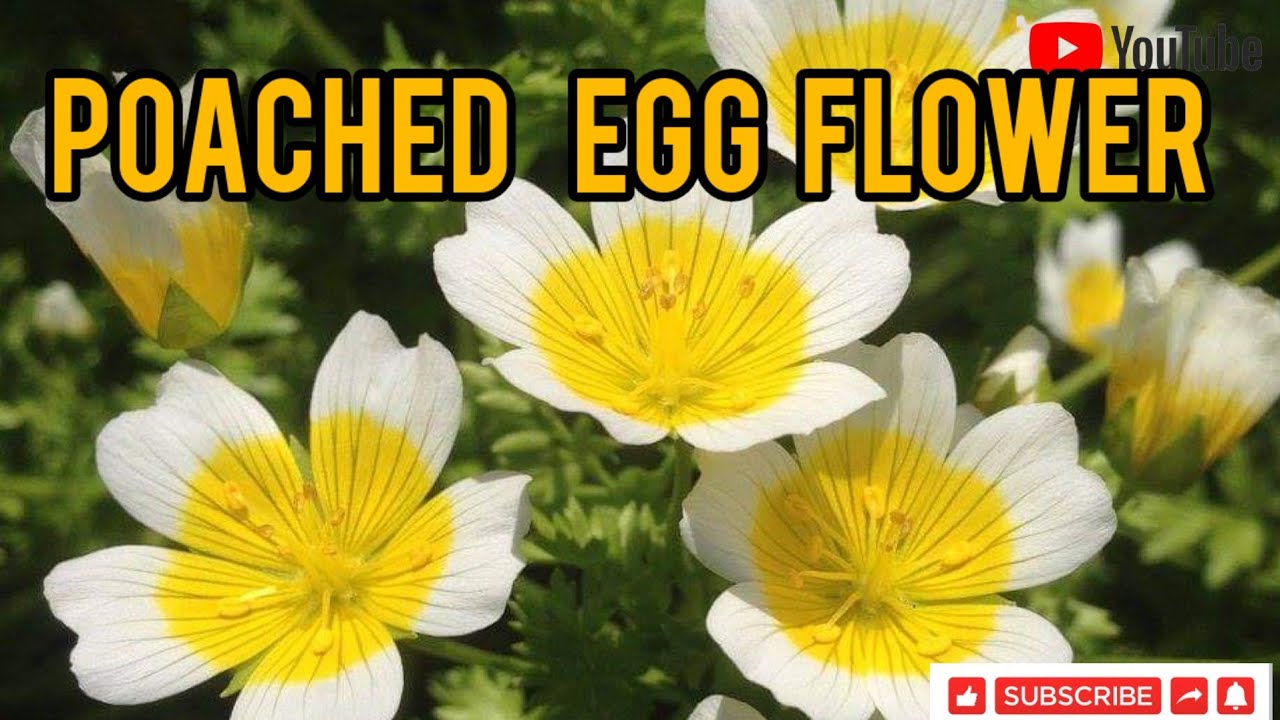 'Poached EGG PLANT( Limnanthes douglasiiPacket)