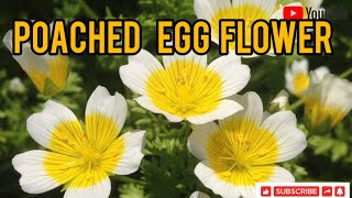 'Poached EGG PLANT( Limnanthes douglasiiPacket)