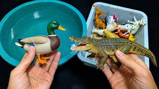 Duck VS Crocodile Water Splash! 🦆💦🐊 | Mystery Animal Splashing | Farm and Wild Animals