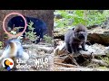 Tiniest Fuzzy Cubs Grow Up Into Gorgeous Wolves | The Dodo Wild Hearts