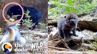 Tiniest Fuzzy Cubs Grow Up Into Gorgeous Wolves | The Dodo Wild Hearts