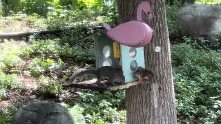 Mayhem at the squirrel café
