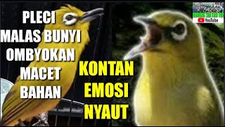 Download Lagu PLECI NGALAS SAKTI || SPEED RAPAT ISIAN ! PLECI LAIN KONTAN NYAUT ! EMOSI FULL !! MP3