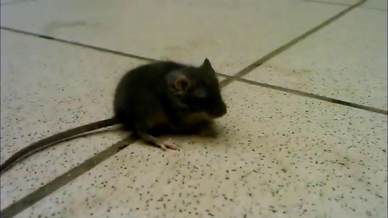 Включи видео с мышками