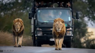 Lion Coalition on Patrol and Roaring - Kruger National Park