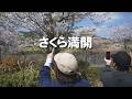 小川で桜を見る