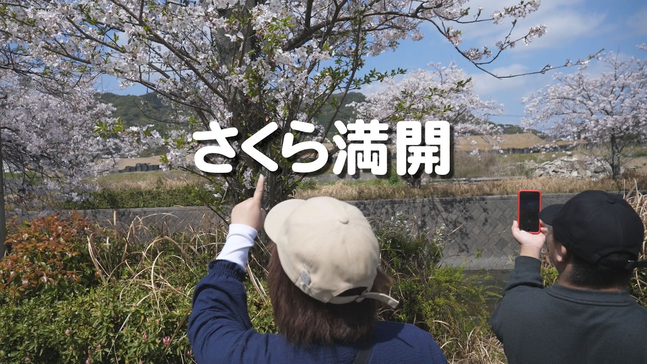 Viewing cherry blossoms by the stream - YouTube