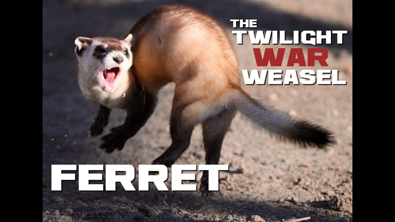 10 Ferret Facts - The Twilight War Weasel - Animal a Day F Week