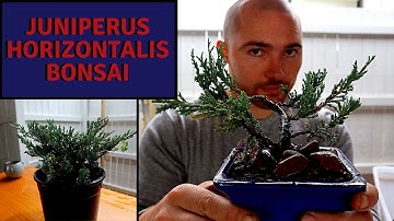 Making a new Juniper Bonsai from Nursery Stock