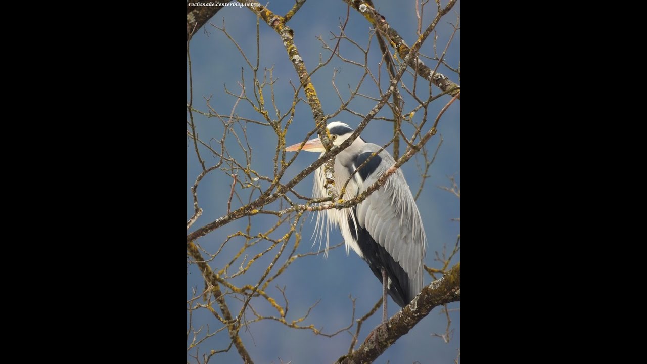 Maître Héron sur son arbre perché