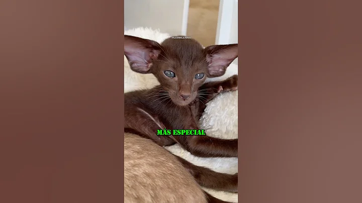 Watch the video about Discover the World's Most Special Cat, the Oriental 🙀 #cats