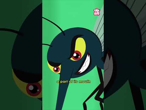 How Mosquitoes Bite