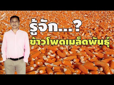 ทำความรู้จัก #การปลูกข้าวโพดเมล็ดพันธุ์ ครบวงจร