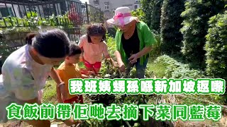 我班姨甥孫喺新加坡返嚟 食飯前帶佢哋去摘下菜同藍莓