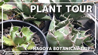 アガベ！PLANT TOUR | 多肉と塊根植物編 | 植物と暮らす | 初心者 | 観葉植物 | インテリアのコツ | サボテン| ポップアップストア