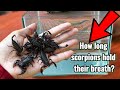 How many days can scorpions can hold their breath? What will happen when Scorpions under water