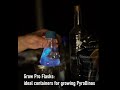 Grow your own PyroDinos (bioluminescent dinoflagellates)