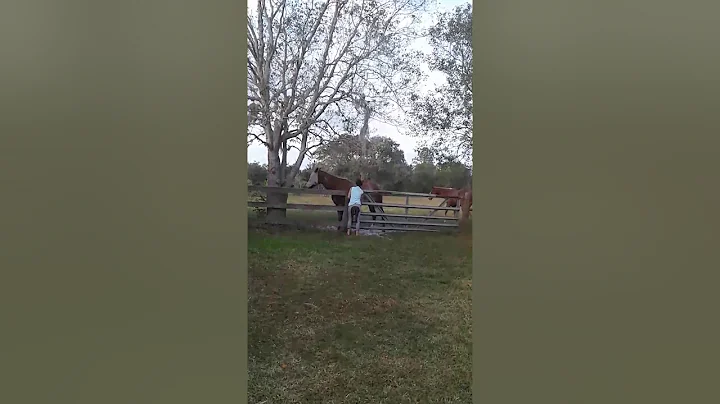 Good ole boys