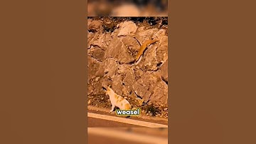 Wezel versus kat: wie gaat er winnen? #kat #dieren #shorts