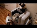 Как тайские котики знакомились с новым лотком-туалетом! Тайские кошки   это чудо! Funny Cats