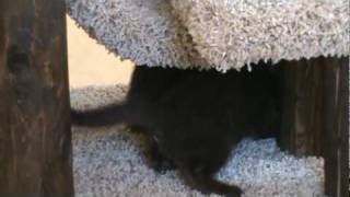 Kittens playing_2  June 26, 2010.mpg by XocolCat 256 views 13 years ago 2 minutes, 58 seconds