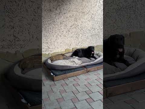Устали питомцы😁 #hunting #labrador #лесной #кабан #собака #animals #рыбалка #puppy #васька #природа