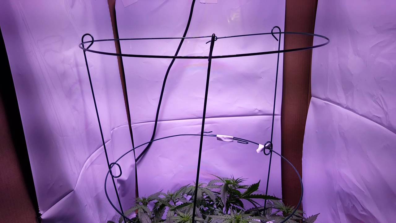 Day 27 auto ultimate Perfect Sun mini grow journal