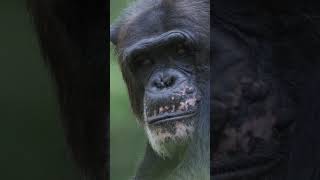 Cannibalism - The Terrifying Truth About Chimpanzees #chimpanzee #darkside #wildlife #wildanimals