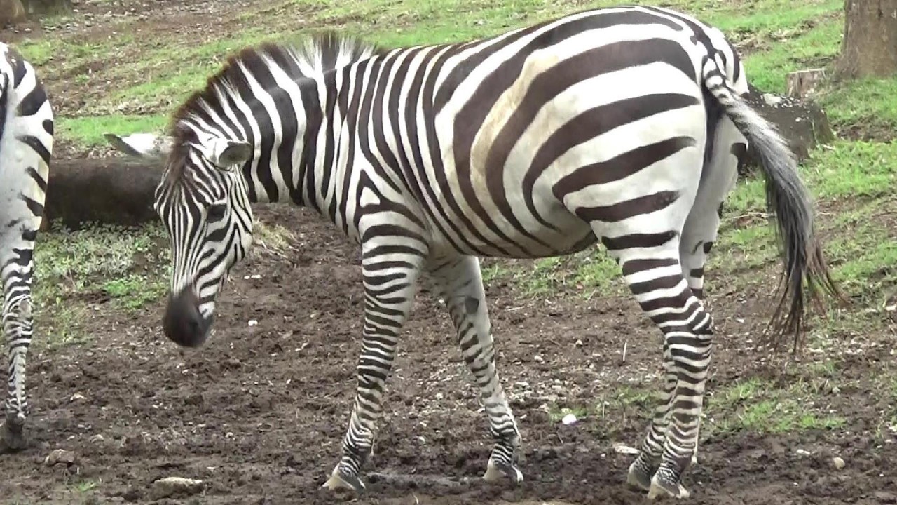 シマウマ シマウマさんが可愛い❤ Cute zebra #178 【Cute animal videos