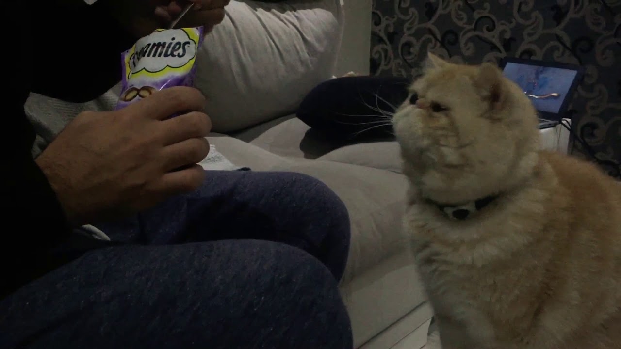 En Komik Video 2018. Akıllı kedi çaki YouTube