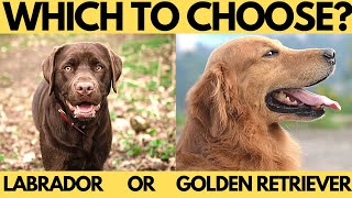 Labrador, OR Golden Retriever?  Which to choose? by DogCastTv 532 views 1 year ago 8 minutes, 4 seconds