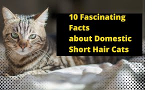 10 Fascinating Facts About Domestic Short Hair Cats