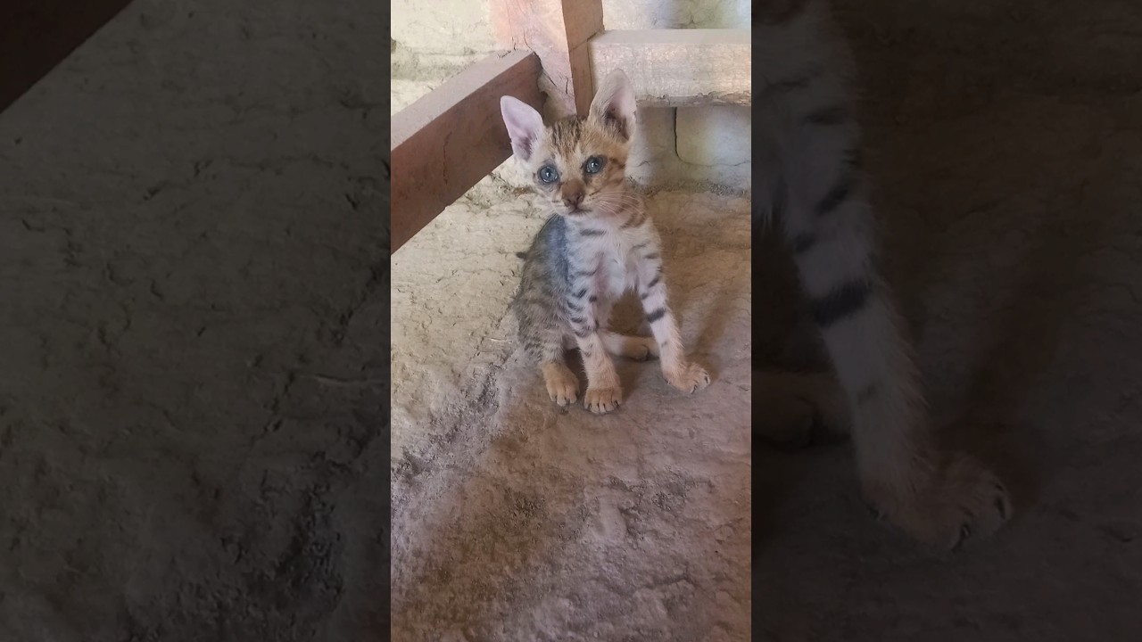 cute little cat🙀fun with her mother | for more👉