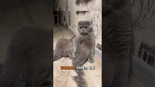 Scottish Fold Hep Bebek Gibi Görünen Sevimli Kedi Irkı