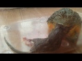 Kodok Monster Ini Makannya Tikus