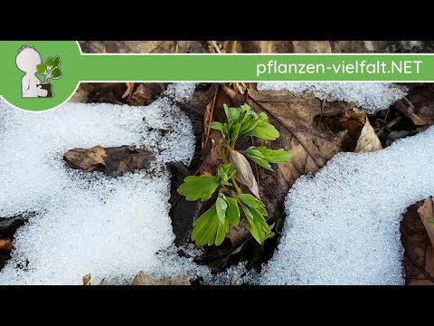 Video: Corydalis ist eine Blume. Beschreibung und Foto. Waldblumen