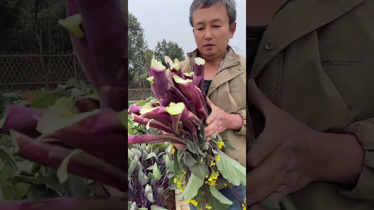 This red cabbage moss is really overwhelming when it goes crazy.