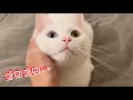 5匹の猫全員の可愛すぎるゴロゴロ音を聴き比べてみたら・・・