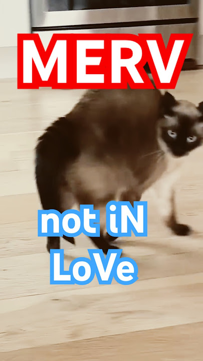 merv the talking cat might be in love. #funny #cat #meow #bagagwa